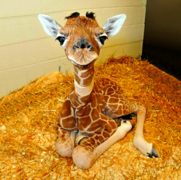 Meet your Posher, Tara - Picture 1 of 1